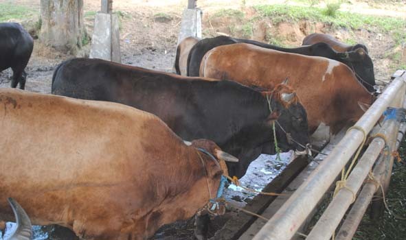  Penyakit jembrana yang biasa menyerang sapi asal Bali ini, sangat berbahaya dan mudah menular kepada sejenis.