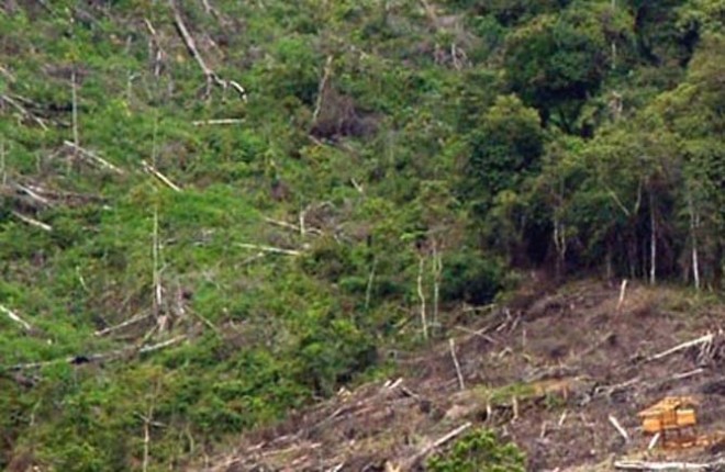 Sejumlah NGO di Jambi meminta agar moratorium hutan ini diperpanjang mengingat persoalan hutan yang ada saat ini.