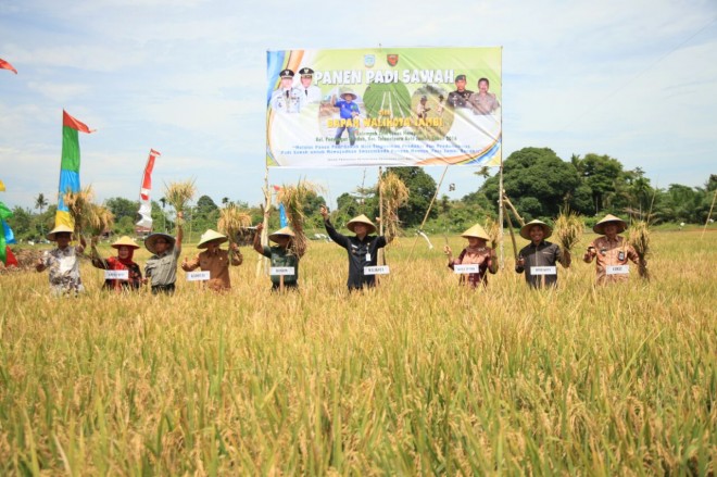 Walikota Jambi panen padi di Kelurahan Penyengat Rendah.