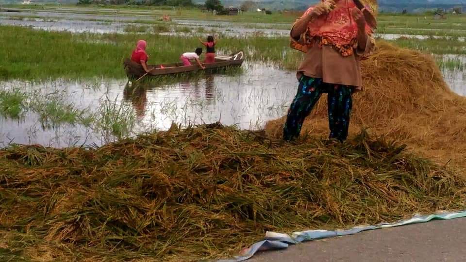 Lantaran Terkena Banjir Petani di Kerinci Terpaksa Melakukan Panen Lebih Awal