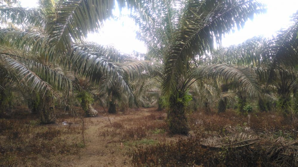 Harga Sawit di Tebo Terjun Bebas