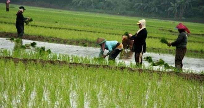 Pemerintah Kota Jambi akan mengupayakan petani untuk menanam padi merah dalam upaya produksi yang maksimal.jpg
