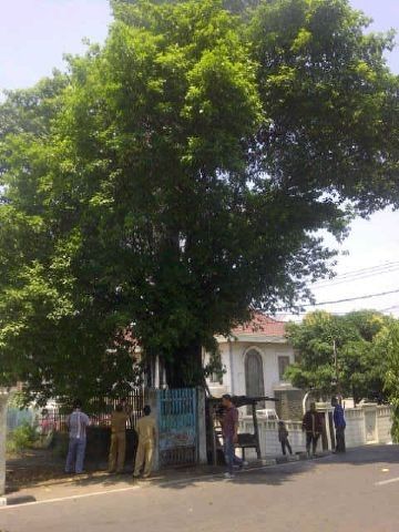 Salah satu pohon beringin di kota Jambi yang berusia tua
