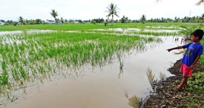 Akibat banjir Petani di Batanghari menunda musim tanam.