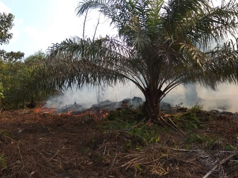 Kebakatan hutan yang terjadi di Kabupaten Tanjabbarat.