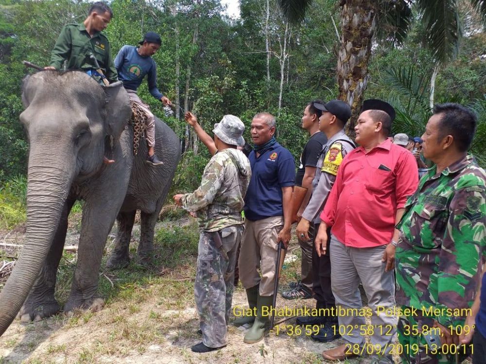 Salah satu gajah terlatih yang dibawah untuk proses evakuasi.