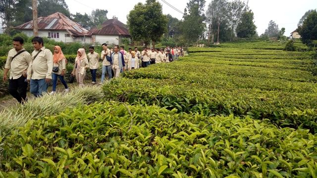 Rombongaan SKK Migas dan KKKS bersama Forum Jurnalis Migas (FJM) Jambi mengunjungi  perkebunan teh di PTPN 6 Kayu Aro.