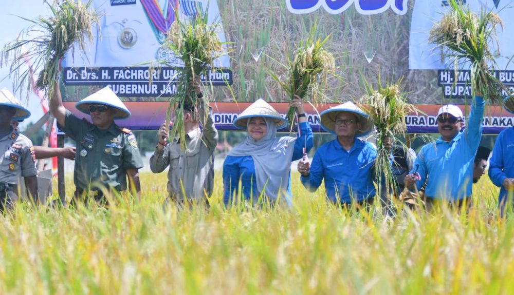 Gubernur  Fachrori, Bupati  Muarojambi dan Forkopimda  saat panen padi di kumpe.