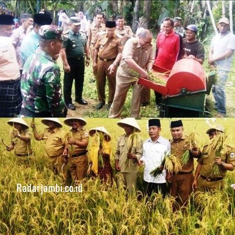 Kadis TPHP Drs H Sakwan panen raya padi sawah bersama Poktan   