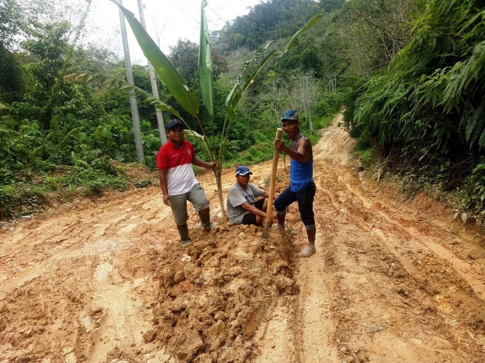 Salah satu titik jalan ke Batang Asai ditanami warga pohon pisang 