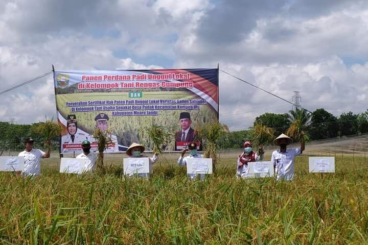 Bupati melakukan panen raya padi di Kemingking