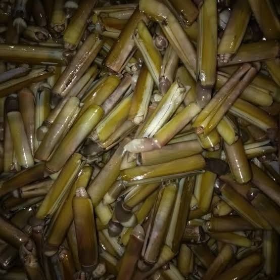 Kerang Bambu ditemukan di Kmapung Laut  Tanjabtimur
