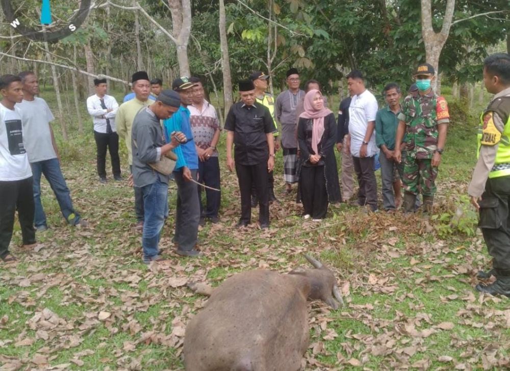 PJ Bupati Tebo, Aspan meninjau ternak kerbau warga yang mati karna penyakit SE atau ngorok di Desa Teluk Pandak Kecamatan Tebo Tengah