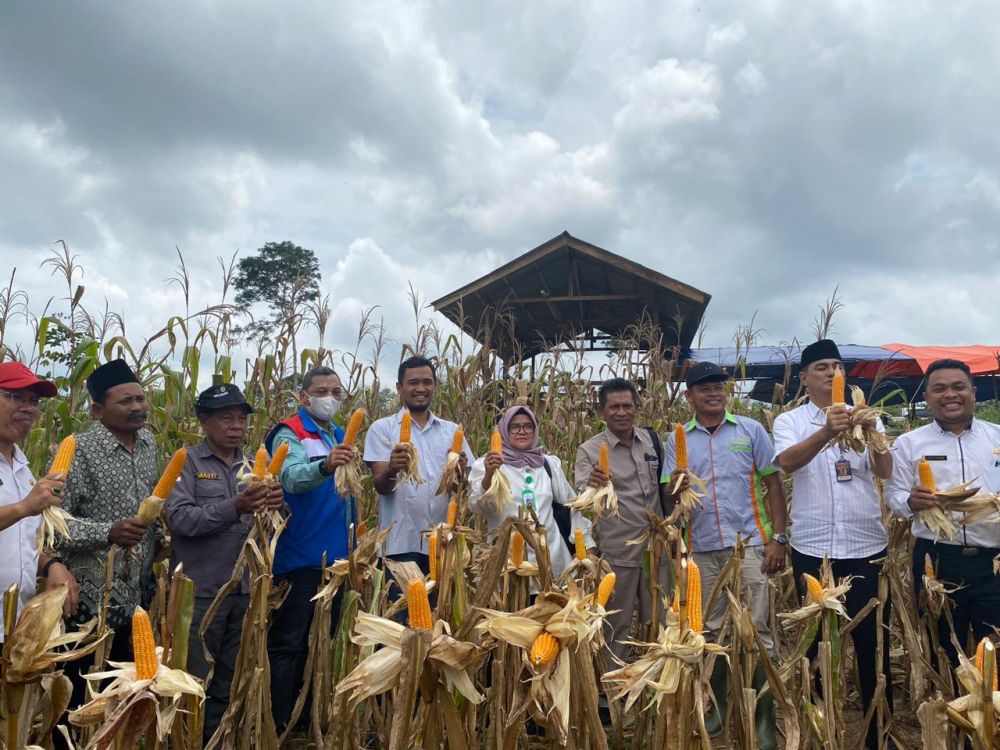 Panen raya jagung perdana di lahan seluas 5 hektare yang menghasilkan 3,96 ton jagung hybrida, di Desa Pompa Air, Kecamatan Bajubang, Kabupaten Batanghari, Jambi, pada Rabu (15/03).