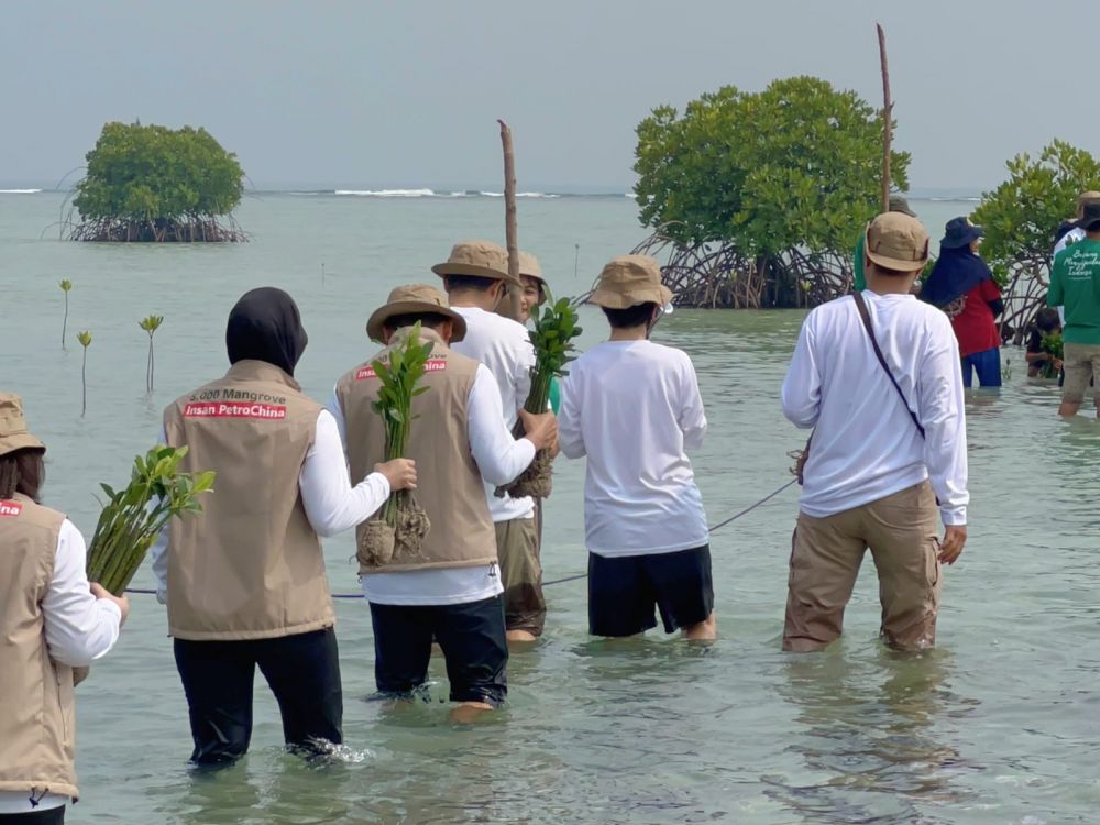 Menanam bibit pohon mangrove yang ditanam di Pulau Pari, Kabupaten Kepulauan Seribu, pada Sabtu (14/10/2023).