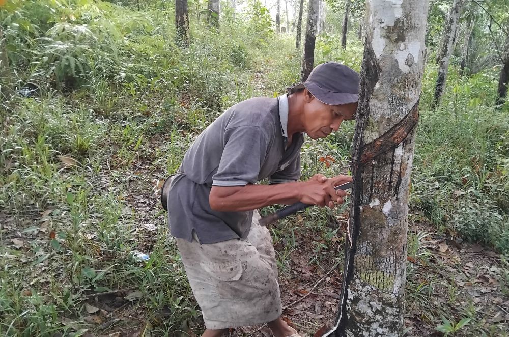 Haris Asal Lampung Petani Karet Desa smambu Kecamatan Sumay Kabupaten Tebo