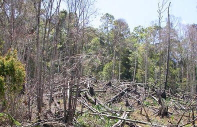 Luasnya kawasan hutan yang harus mereka awasi, tidak sebanding dengan personil yang mereka miliki. Ditambah lagi pada saat ini jumlah perambah sudah makin meningkat tiap tahun.