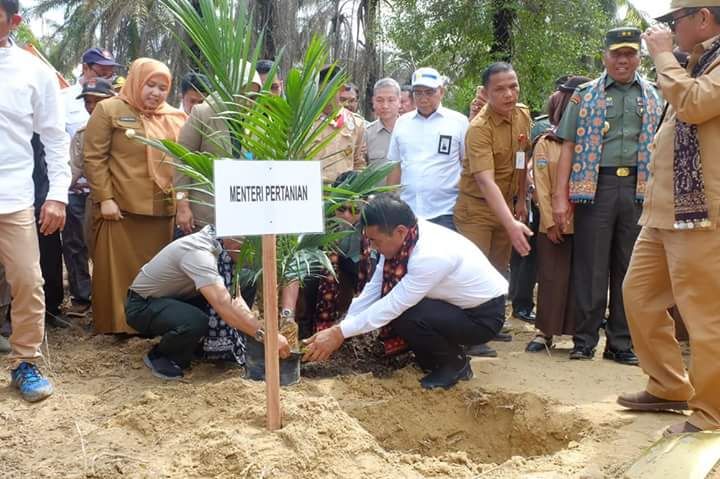 Mentan melakukan penanaman kelapa sawit