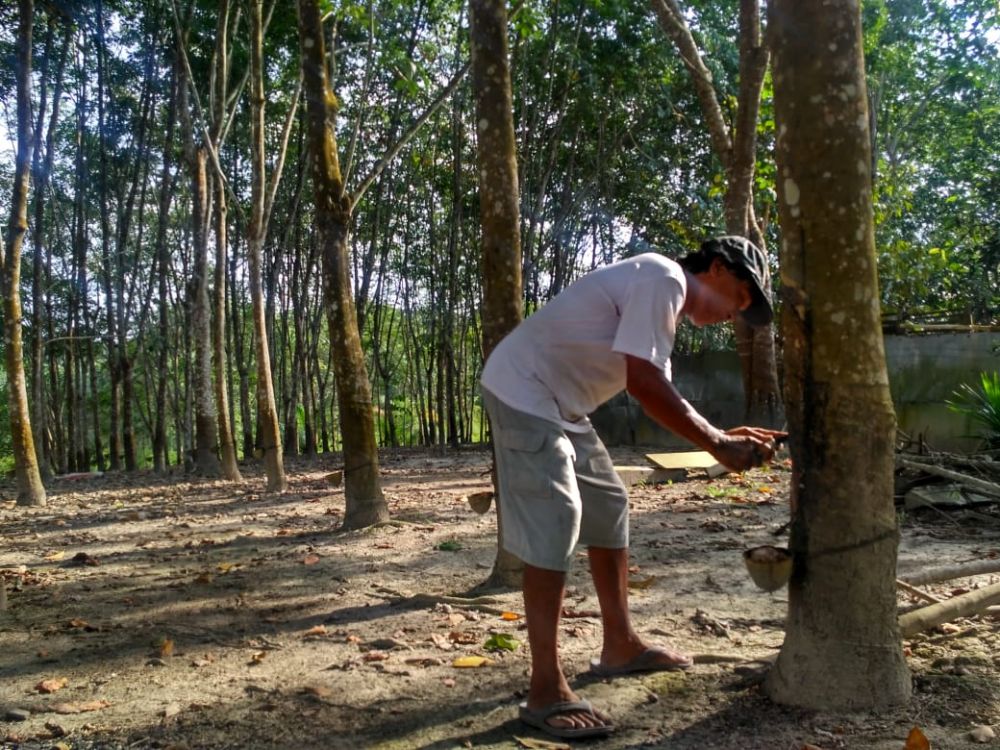 Ribuan Lahan dan Kebun Karet diserang Jamur Akar Putih (JAP)