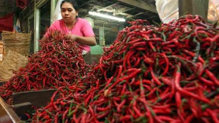 Harga Cabai dan Kentang Anjlok, Beberapa Petani di Kota Sungaipenuh dan Kabupaten Kerinci Mengeluh