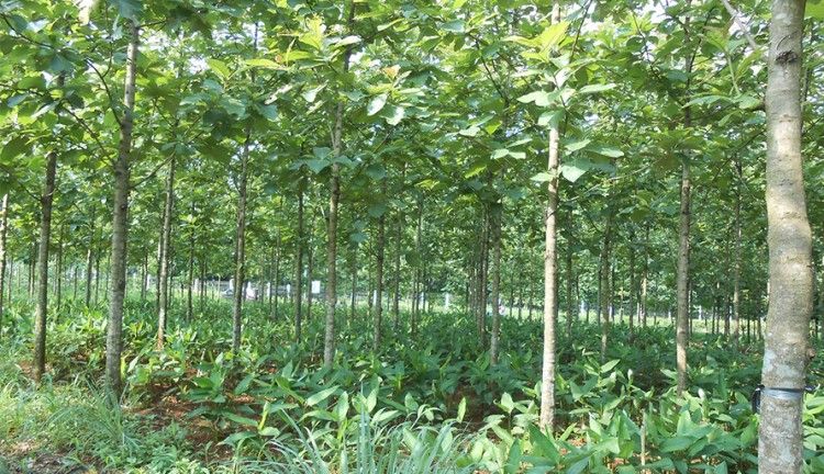Konsesi Hutan