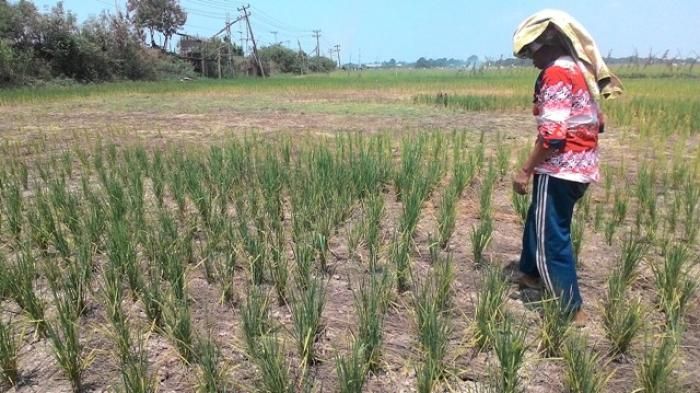 Petani di kota Jambi.