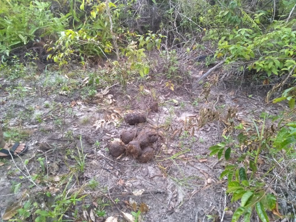 Kotoran gajah yang ditemukan warga. 