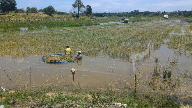 Sawah yang terendam