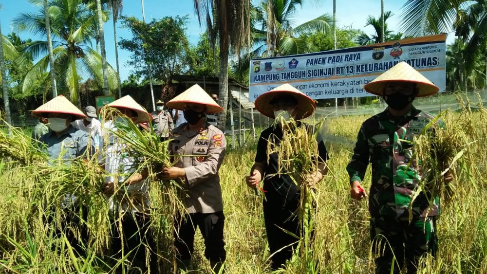 Bupati Anwar  Sadat panen raya padi.