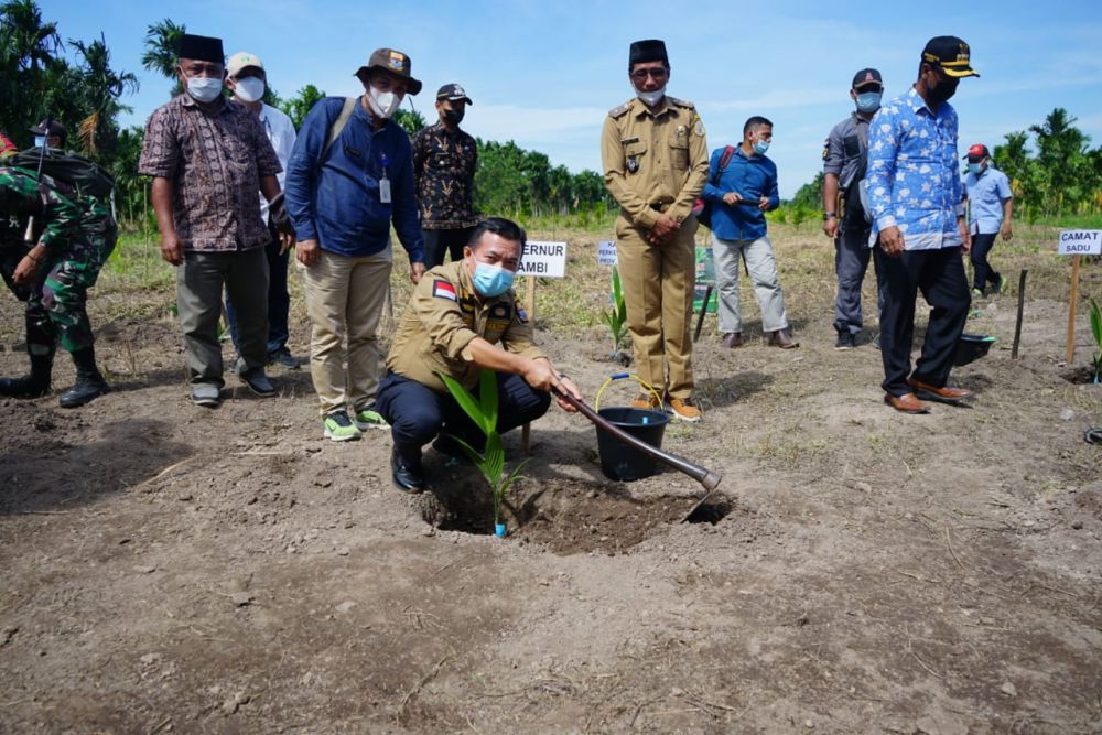 Gubernur Jambi Al Haris Melaksanakan penanaman Komoditi Pinang di Desa Remau Bako Tuo