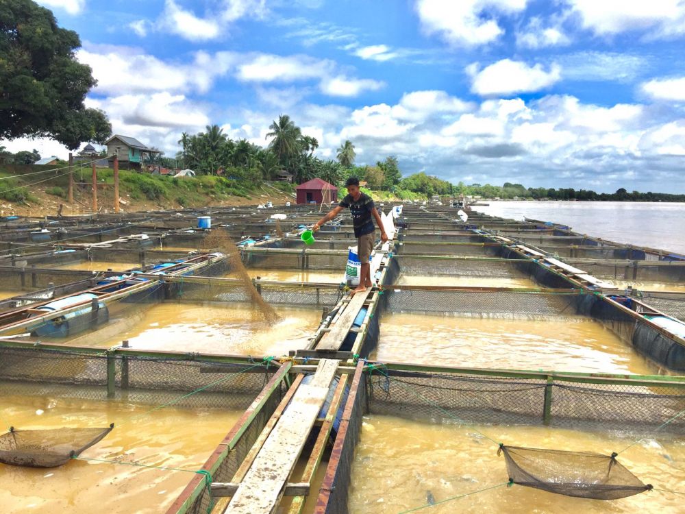 Keramba ikan di Pematang Jering