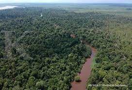 hutan adat 