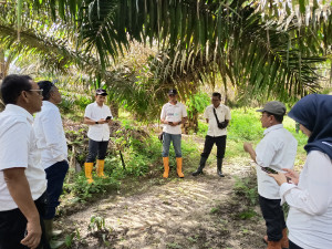 Kebun PTPN IV Regional IV Utamakan Operational Excellence 