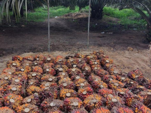Harga sawit Sempat Tertekan, PTPN PalmCo Jaga Serapan TBS Petani Sesuai Aturan 