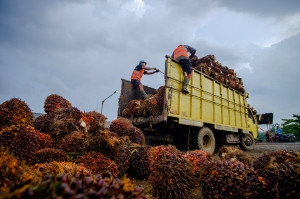 Produksi TBS PTPN IV Regional IV Lebih Target  116 Persen 