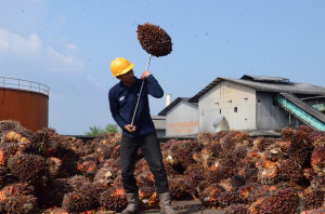 Catat Kinerja Positif, Produksi TBS PTPN IV Regional IV Tembus 244 Ribu Ton di Semester I 2026