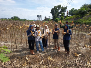 Dukung Kemandirian Pangan Nasional, PTPN IV Regional IV Kebun Tanjung Lebar Sukses Gelar Panen Kedua